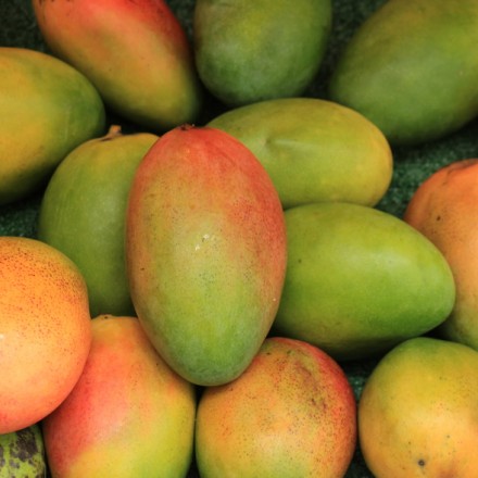  - mango